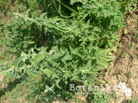 Mentha longifolia